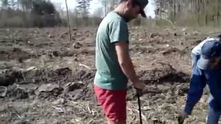 Посадка леса