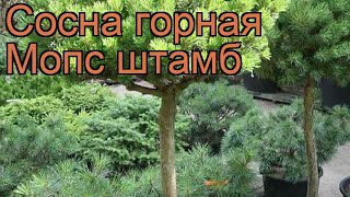 Сосна горная Мопс штамб (pinus mugo) ? сосна Мопс штамб обзор: как сажать саженцы сосны Мопс штамб