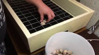 Инкубатор Золушка 98 яиц
