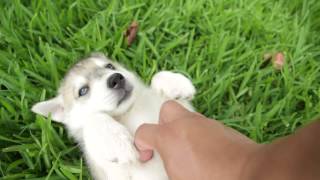 Adorable Purebred Siberian Husky Puppies