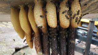 Boom Bees Part 1