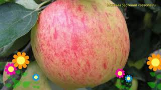 Яблоня Яблочный Спас. Краткий обзор, описание характеристик malus domestica Yablochnyy Spas