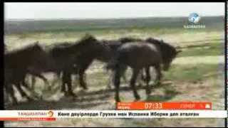 Асыл тұқымды жылқылар