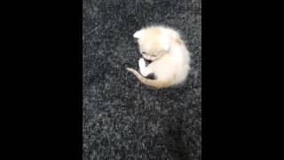 他の猫にいじめられていた迷子の猫。人間に優しくされて.