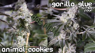 Animal Cookies & Gorilla Glue #4 - 4KW ROLS garden - Day 50 flower