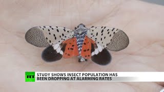New report reveals worldwide decline in insects