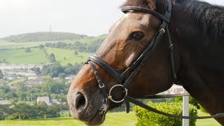 Bring your horse to University