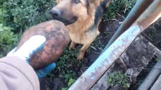 Уборка картофеля, трактором Т 25 ,ГИГАНТСКАЯ КАРТОШКА, Картофелеуборочный комбайн Bolko