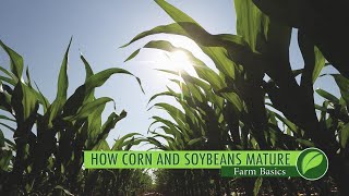 Farm Basics #1041 How Corn And Soybeans Mature (Air Date 3-18-18)