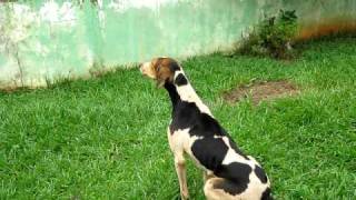 foxhound americano urrando (Tila)