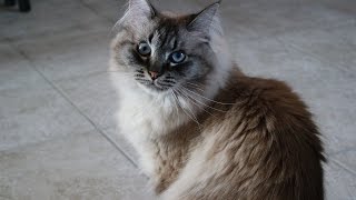 Siberian cat: anger and bites
