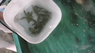 フグつかみ体験用に大量のフグを確保中！夏休みに実地します。