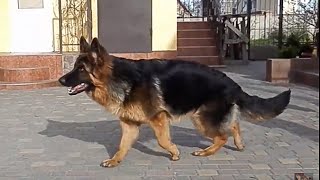 ВЕСЕЛАЯ НЕМЕЦКАЯ ОВЧАРКА .FUNNY GERMAN SHEPHERD .Одесса.