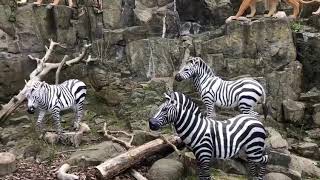 حديقة الحيوانات اسكتلندا ادنبره تغطية شاملة جودة عالية - Mox Alzaabi@ Edinburgh Zoo