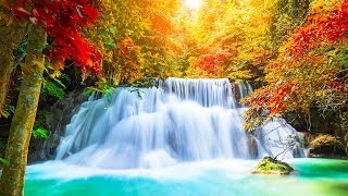 Relaxing Music 24/7, Meditation, Healing, Zen, Sleep Music, Calm Music, Sleep, Yoga, Study, Relax