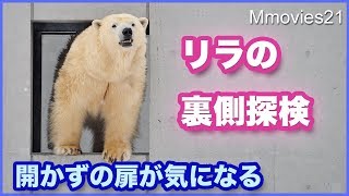 ホッキョクグマ リラの裏側探検 デナリはオトナの遊び方 Polar Bears Life