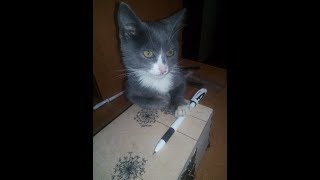 Шкатулка. Совместный проект с дочерью. Заключительная часть.