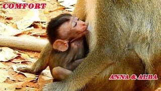 UNBELIEVABLE WITH MY BOTH EYES ANNA BECOME GENTLE & BREASTFEEDING ALBA | ANNA COMFORT ALBA