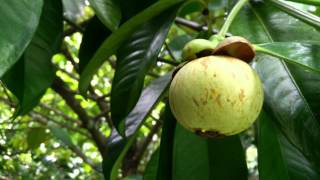 Purple mangosteen Fruit- Shot on OPPO Find 7a [HD 4K]