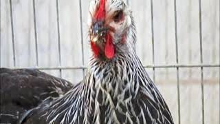 Sussex grausilber, RÖK-Bundesschau Wels 2019