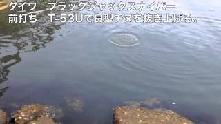 チヌ釣り動画 ２： 落とし込みで良型チヌを釣る。