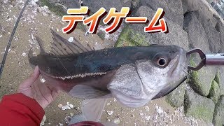 春シーバスこんなパターンで釣れたよ【デイゲーム】