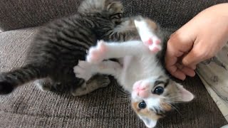 戻しても戻してもついてくる赤ちゃん子猫のキラミコちゃん。【赤ちゃん猫】【保護猫】