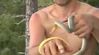 свирепый желтобрюхий полоз