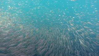 シリーズ浜名湖219　水中撮影 網干し場前