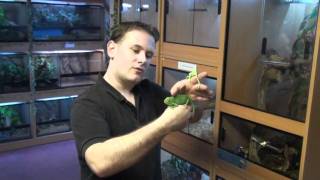 Chameleons With Phil - Meller's, Panther, Jackson's And A Veiled/ Yemen.