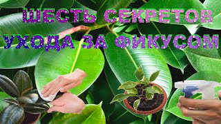 ШЕСТЬ СЕКРЕТОВ УХОДА ЗА ФИКУСОМ
