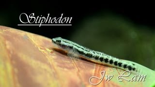 stiphodon 27-9-2013