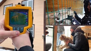 СКОЛЬКО СТОИТ МОЙ ДОМ/ гости и большие кошки