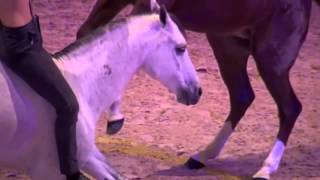 The Most Obedient And Well trained Horse We’ve Ever Seen!