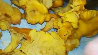 ГРИБЫ ЛИСИЧКИ  САМЫЙ ВКУСНЫЙ ГРИБ