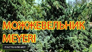 Можжевельник MEYERI посадка и уход / декоративные растения