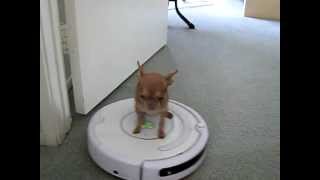 Micro Chihuahua driving a vacuum...My little housekeeper ;))