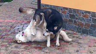 Забавная свадьба Сибирских Хасок. Funny and cute Siberian Husky.