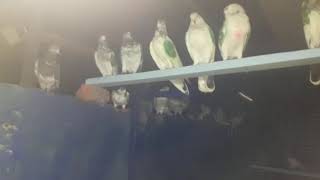 SADAAM BAI KABOOTAR KA SHOOQ KARAYAA FRIENDS