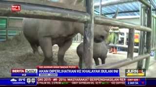 Satwa Langka Badak Putih Beranak di Taman Safari