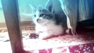 мой любимий кот  (Created with @Magisto)