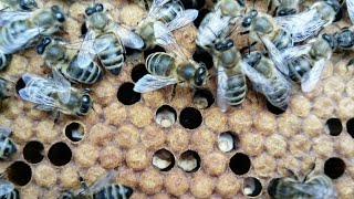 Народное средство от аскофероза, проверяю на эффективность. чем лечить известковый расплод?!