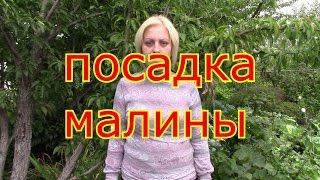 ПОСАДКА МАЛИНЫ