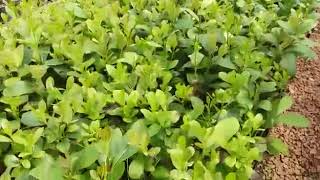 VIDEO PODA DE FORMAÇÃO NAS MUDAS DE ERVA MATE NO VIVEIRO