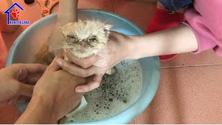 This is the most Dirty kitten you have seen ever – Kitten first bath after rescue