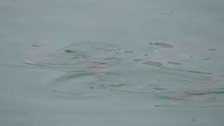 漁港内で海面を波打つボラの群れ。夏場が海面を浮くように泳いでいることが多いボラ。