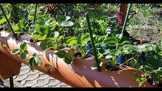 Грядка для клубники из трубы (12.06.2017) ошибки и ответы на вопросы