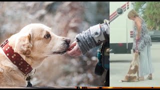 Why Woman Abuse Dogs / It's a Felony People / Animal Cruelty Charge