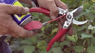 COMMENT BIEN ENTRETENIR ET AFFÛTER UN SÉCATEUR