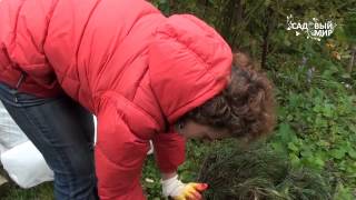 Обрезка и укрытие роз на зиму. Сайт"Садовый мир"